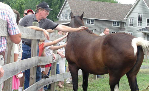 Getting it straight from the horses viewpoint