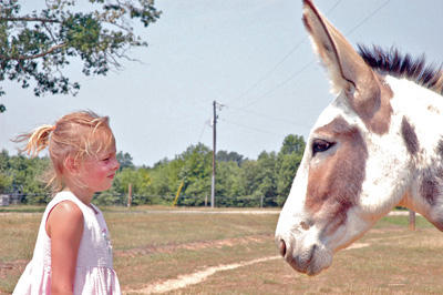 DONKEY STARE DOWN