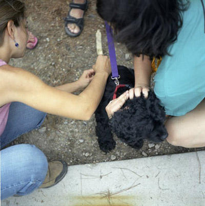 FCHS rabies clinic successful