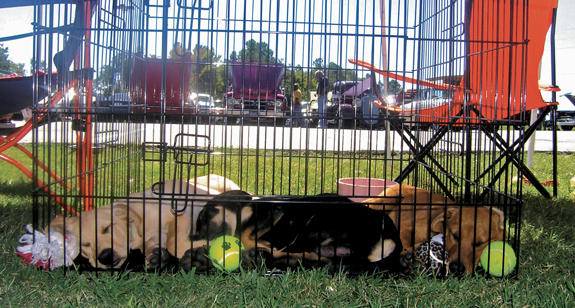 Don’t you want me, baby?