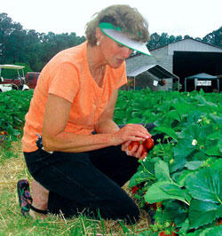 <FONT SIZE=3>This years strawberry crop<br>is bursting with sweetness