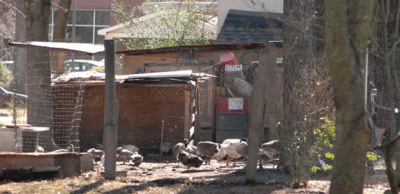 Squawking over town barnyard